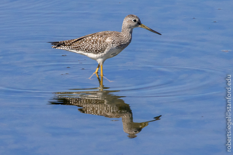 emily renzel wetlands